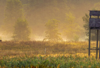 Hunting for Food in the Wild